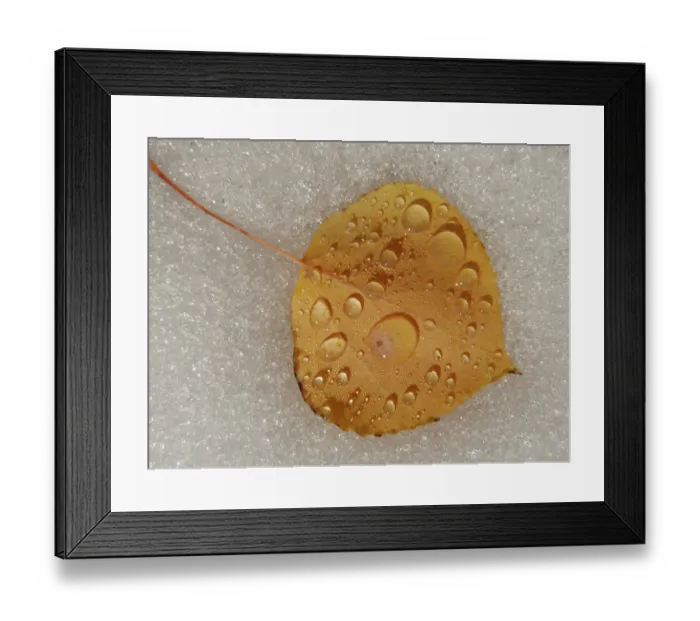 Framed Print : Aspen leaf, water drops, Snow, fall, Eastern Sierras, Bishop, California Framed Print : Aspen leaf, water drops, Snow, fall, Eastern Sierras, Bishop, California
