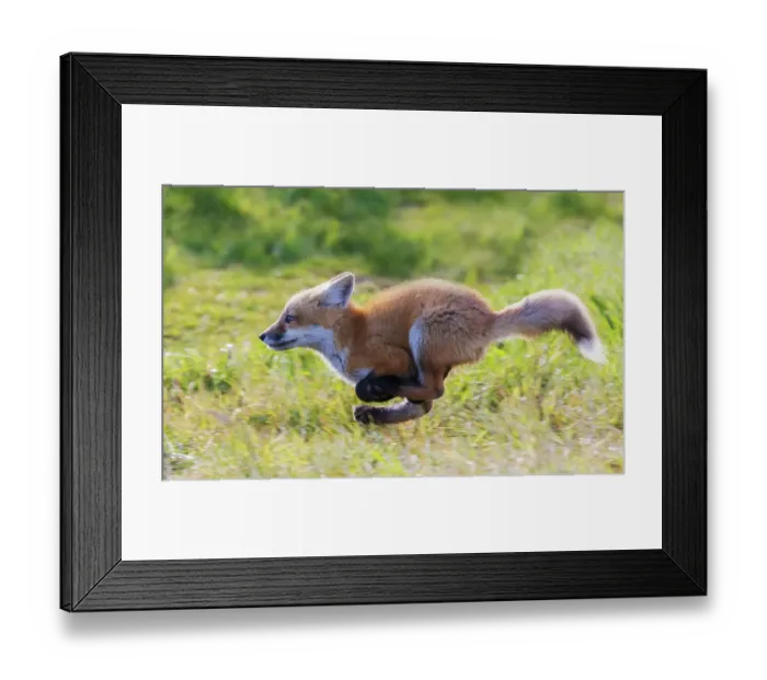 Framed Print : Red fox kit running, Washington State, USA Framed Print : Red fox kit running, Washington State, USA