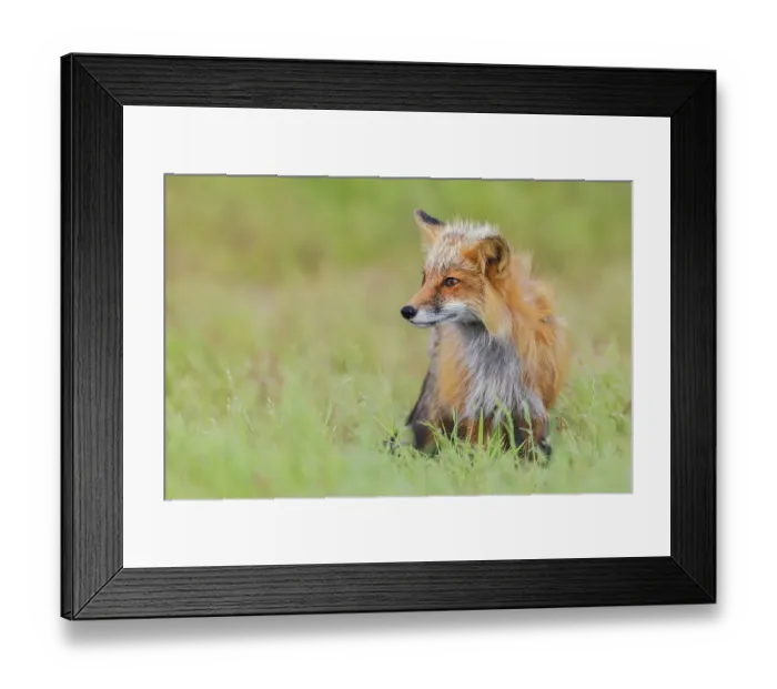 Framed Print : Red fox vixen, over seeing the kits playing, Washington State, USA