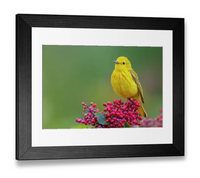 Framed Print : Yellow warble male, perched atop hawthorn berries, Washington State, USA Framed Print : Yellow warble male, perched atop hawthorn berries, Washington State, USA