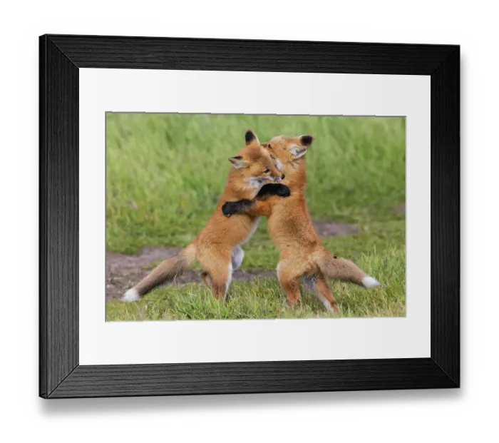 Framed Print : Red fox kits playful Hug, Washington State, USA