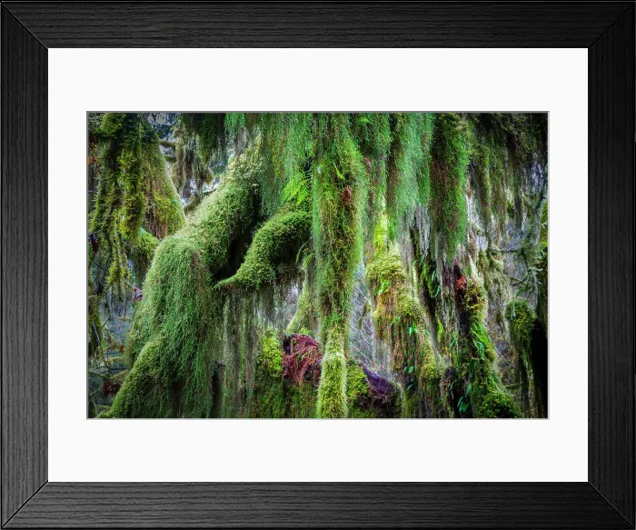Framed Print : Hoh Rainforest, Olympic National Park Framed Print : Hoh Rainforest, Olympic National Park