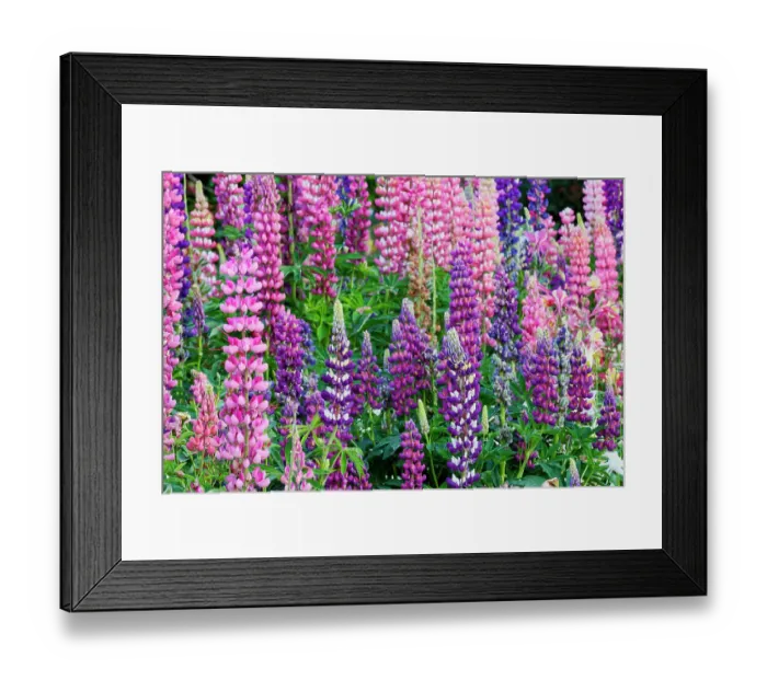 Framed Print : USA, Oregon, Salem. Bearded iris and lupine in multiple colors in garden Framed Print : USA, Oregon, Salem. Bearded iris and lupine in multiple colors in garden