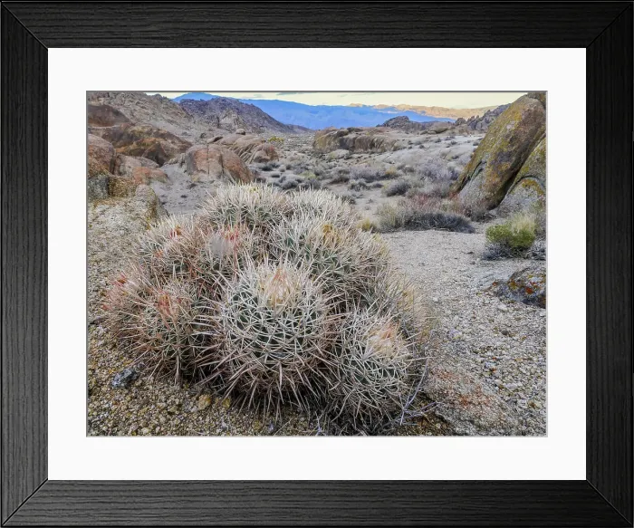 Framed Print : Barrel cactus im Alabama Hills and Mount Whitney area, Lone Pine, California Framed Print : Barrel cactus im Alabama Hills and Mount Whitney area, Lone Pine, California