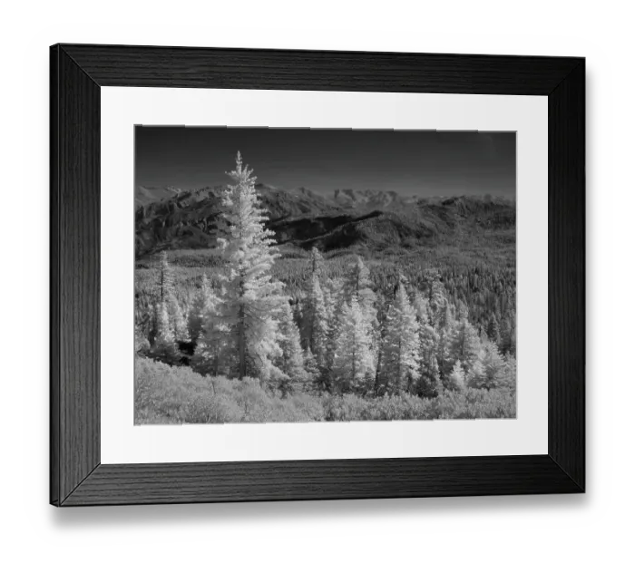 Framed Print : Mostly spruce trees, Sierra Nevada Mountains near Sierraville, west of Lake Tahoe, California Framed Print : Mostly spruce trees, Sierra Nevada Mountains near Sierraville, west of Lake Tahoe, California