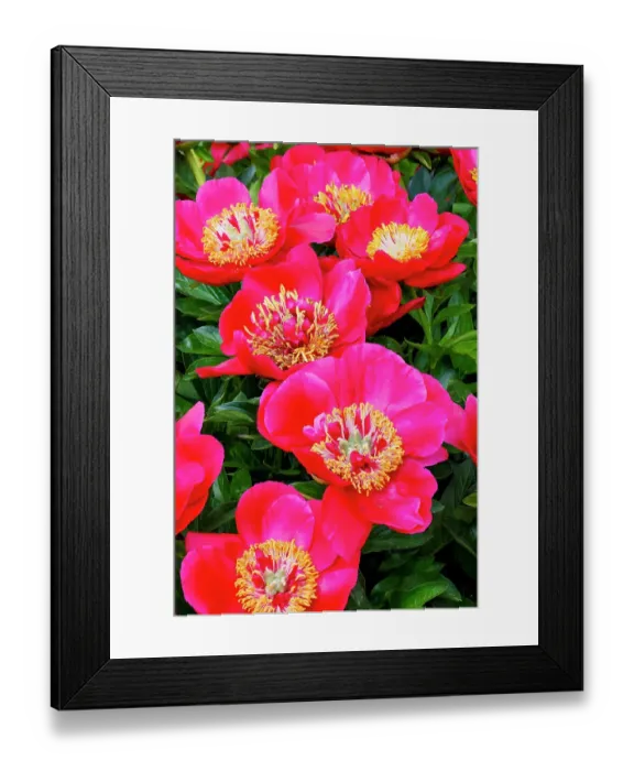 Framed Print : USA, Oregon, Salem. Area garden with bright pink peonies