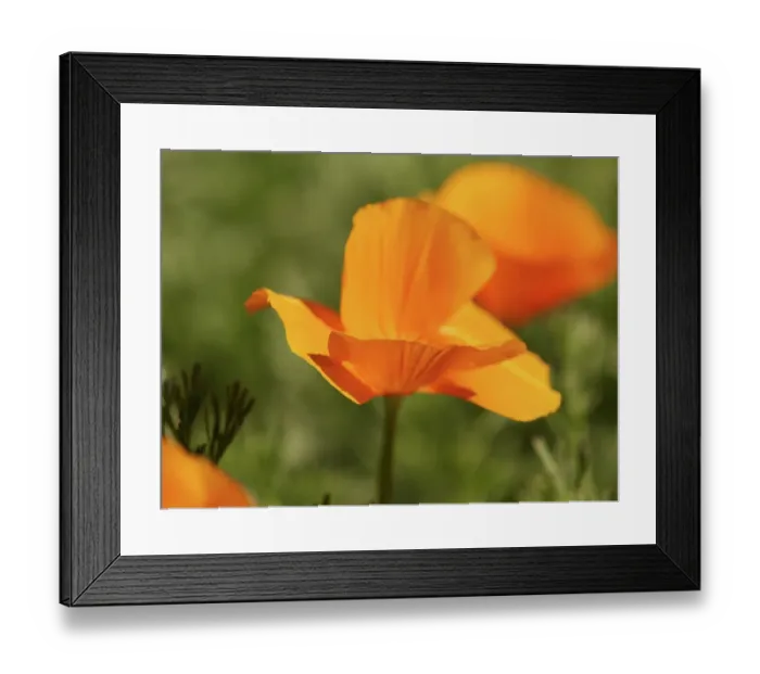 Framed Print : California poppies blooming on sunny day, Southern California Framed Print : California poppies blooming on sunny day, Southern California