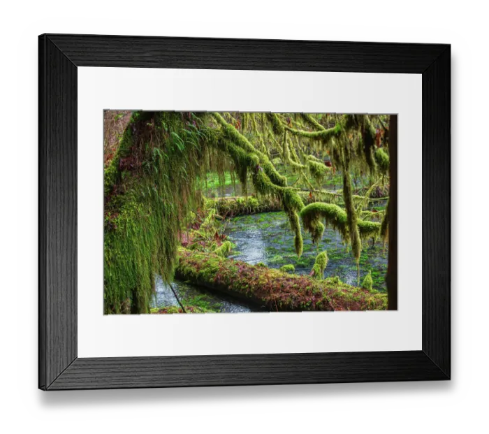 Framed Print : Hoh Rainforest, Olympic National Park