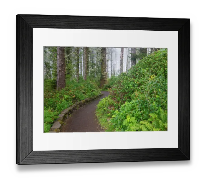Framed Print : USA, Oregon. Cape Perpetua overlook and trial through the Sitka Spruce and fog