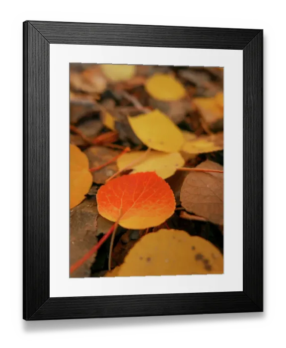 Framed Print : Fall, Eastern Sierras, Bishop, California Framed Print : Fall, Eastern Sierras, Bishop, California