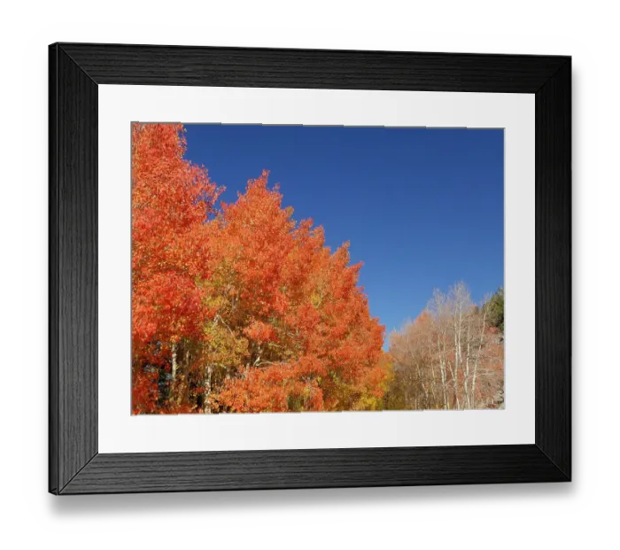 Framed Print : Fall aspen trees, Eastern Sierras, Bishop, California Framed Print : Fall aspen trees, Eastern Sierras, Bishop, California