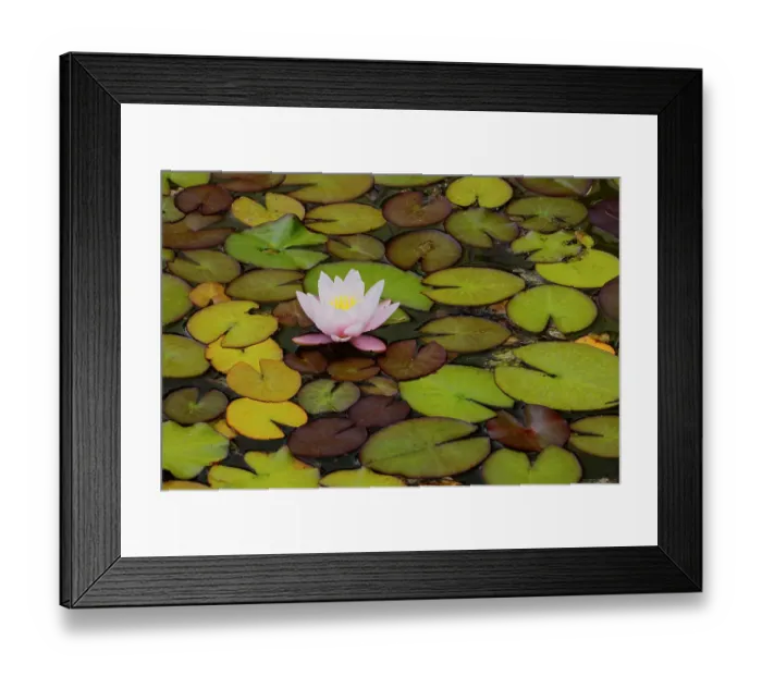 Framed Print : USA, Oregon, Shore Acres State Park and lily pads and water lily blooming in their Japanese Garden Framed Print : USA, Oregon, Shore Acres State Park and lily pads and water lily blooming in their Japanese Garden