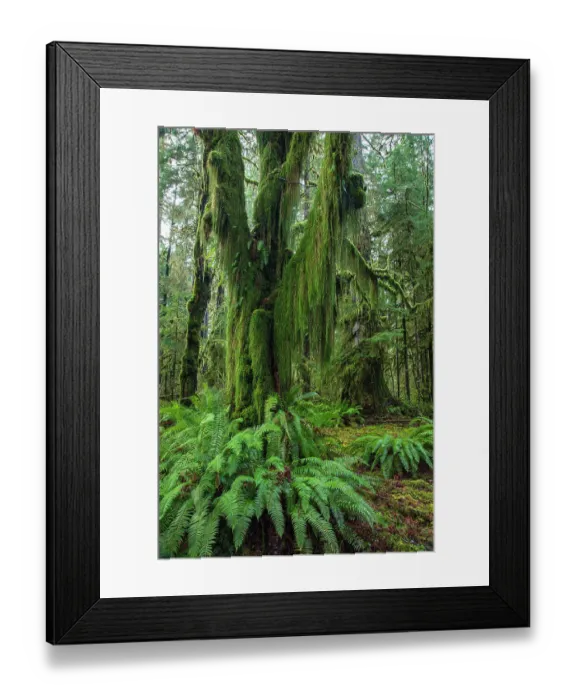Framed Print : Hoh Rainforest, Olympic National Park Framed Print : Hoh Rainforest, Olympic National Park