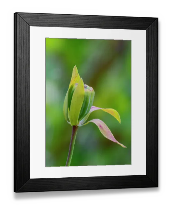 Framed Print : USA, Oregon, just north of Florence Darlingtonia plants found at the Darlingtonia State Natural Site