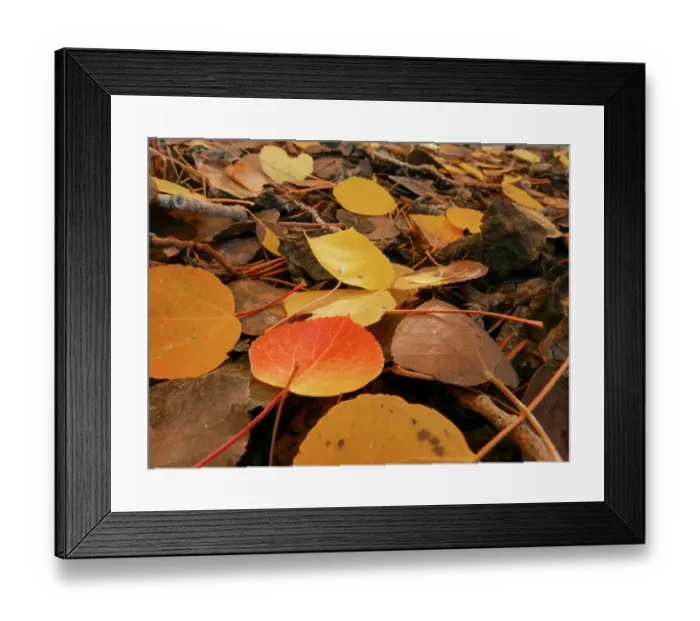 Framed Print : Fall aspen trees, Eastern Sierras, Bishop, California Framed Print : Fall aspen trees, Eastern Sierras, Bishop, California