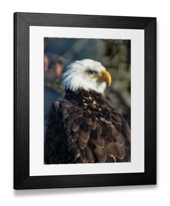 Framed Print : Bald Eagles along Washington States Nooksack River for the Salmon Run Framed Print : Bald Eagles along Washington States Nooksack River for the Salmon Run