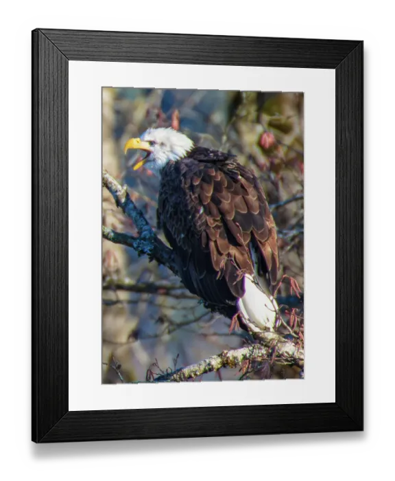 Framed Print : Bald Eagles along Washington States Nooksack River for the Salmon Run