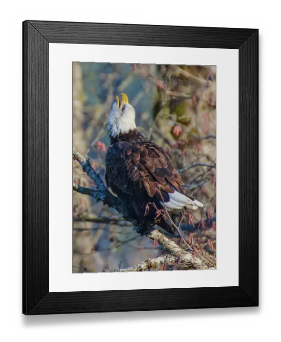 Framed Print : Bald Eagles along Washington States Nooksack River for the Salmon Run Framed Print : Bald Eagles along Washington States Nooksack River for the Salmon Run