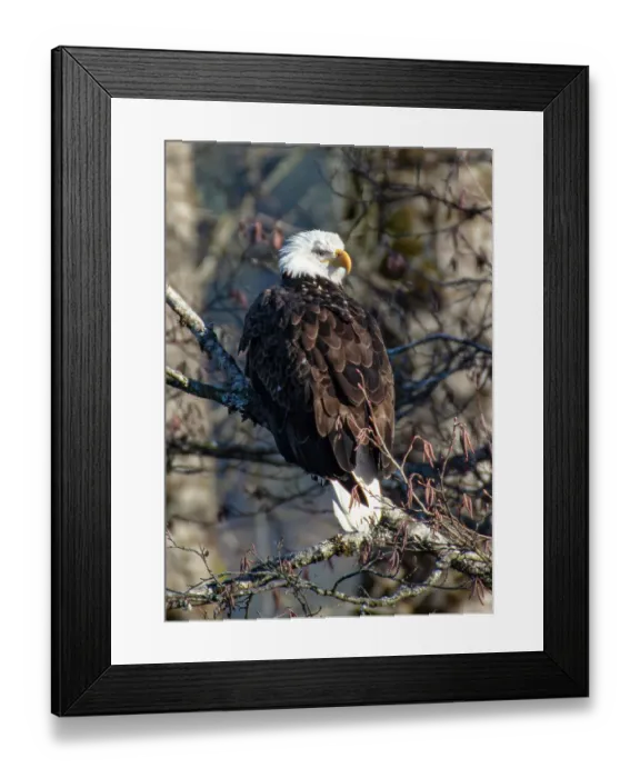 Framed Print : Bald Eagles along Washington States Nooksack River for the Salmon Run Framed Print : Bald Eagles along Washington States Nooksack River for the Salmon Run