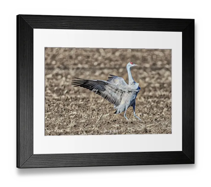Framed Print : Sandhill crane in the fields around Othello, Washington State Framed Print : Sandhill crane in the fields around Othello, Washington State
