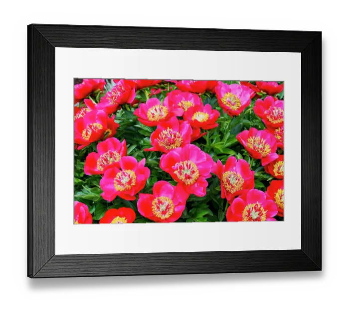 Framed Print : USA, Oregon, Salem. Garden with bright pink peonies
