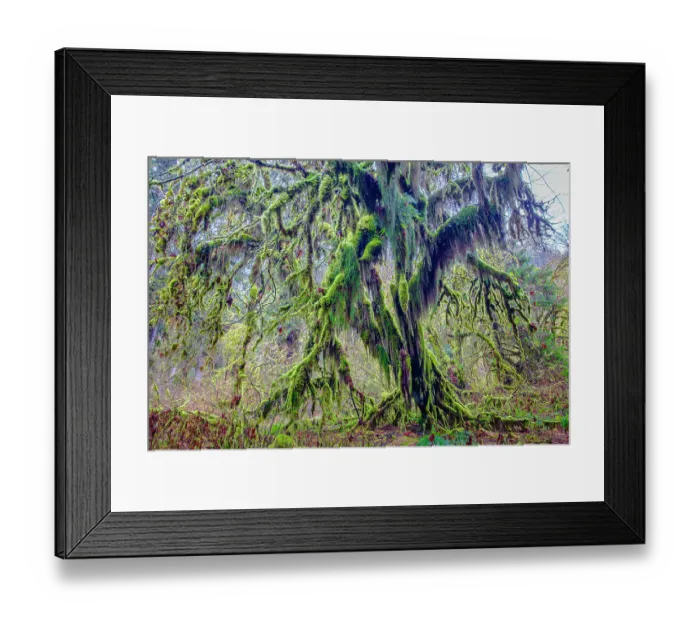 Framed Print : Hoh Rainforest, Olympic National Park Framed Print : Hoh Rainforest, Olympic National Park