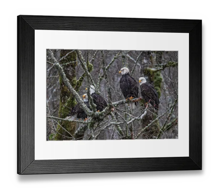 Framed Print : Bald eagle during the Salmon Run along Nooksack River in Washington State