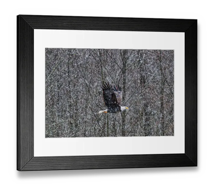 Framed Print : Bald eagle during the Salmon Run along Nooksack River in Washington State Framed Print : Bald eagle during the Salmon Run along Nooksack River in Washington State