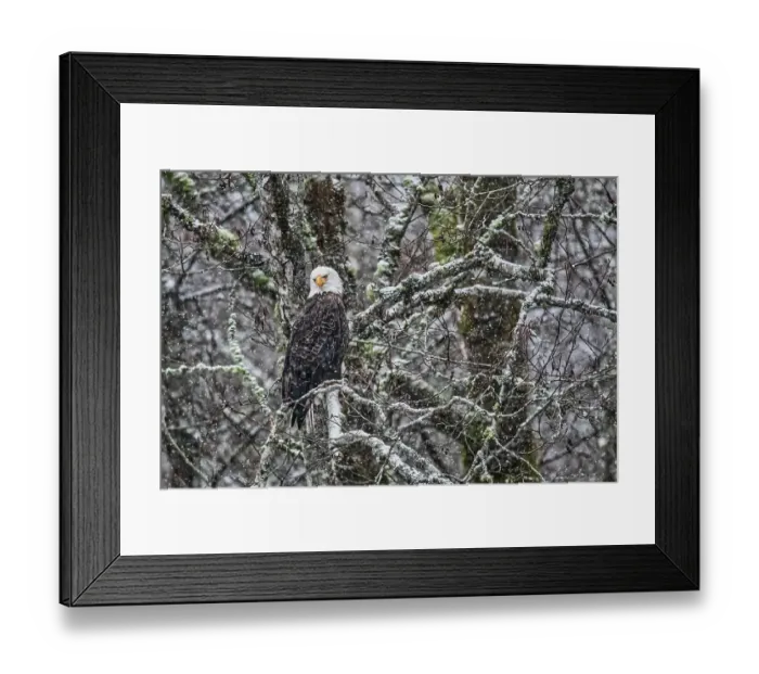 Framed Print : Bald eagle during the Salmon Run along Nooksack River in Washington State