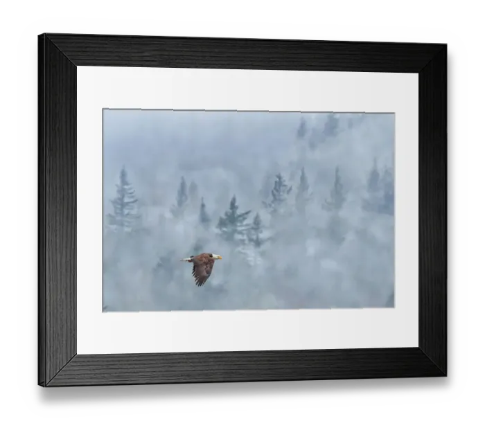 Framed Print : Bald Eagle, Nooksack River in Washington State Framed Print : Bald Eagle, Nooksack River in Washington State