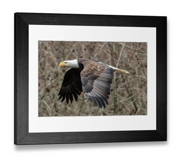 Framed Print : Bald Eagle, Nooksack River in Washington State Framed Print : Bald Eagle, Nooksack River in Washington State