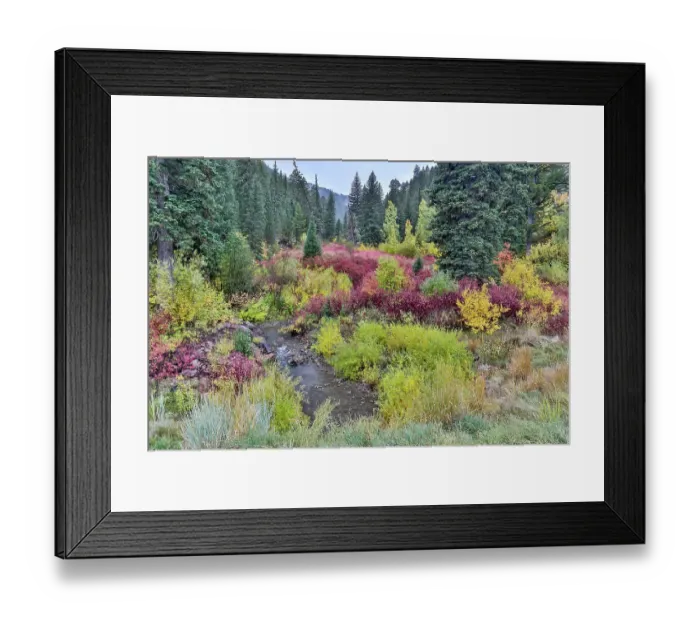 Framed Print : USA, Wyoming, Hoback, on Highway 89 south of Jackson small stream edged by fall colors with dogwood and willows Framed Print : USA, Wyoming, Hoback, on Highway 89 south of Jackson small stream edged by fall colors with dogwood and willows