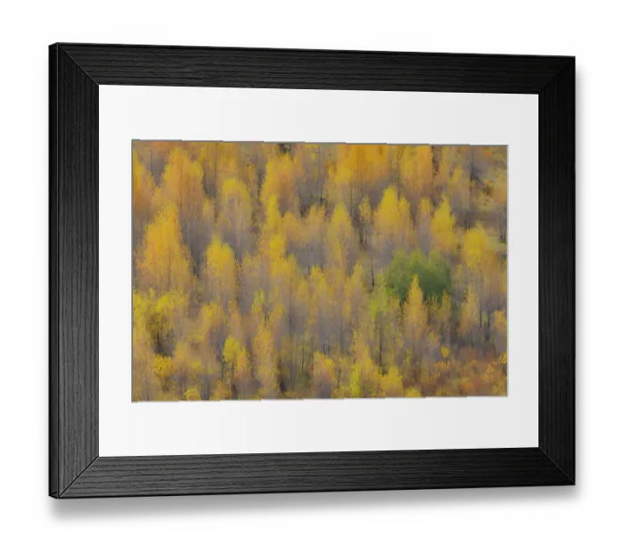 Framed Print : USA, Wyoming. Buffalo Valley Road and Buffalo Fork River with Autumn Colors on cottonwood trees Framed Print : USA, Wyoming. Buffalo Valley Road and Buffalo Fork River with Autumn Colors on cottonwood trees