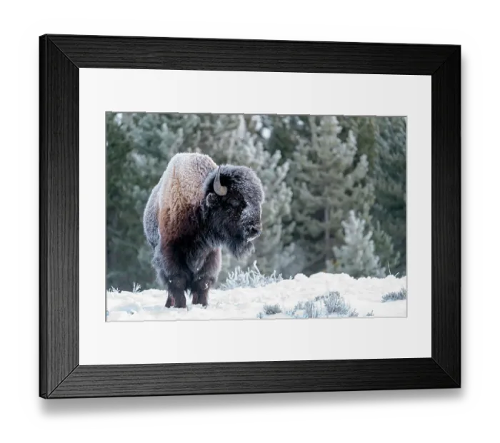 Framed Print : USA, Wyoming, Yellowstone National Park, American bison, Bos bison. Portrait of a frost covered bison Framed Print : USA, Wyoming, Yellowstone National Park, American bison, Bos bison. Portrait of a frost covered bison