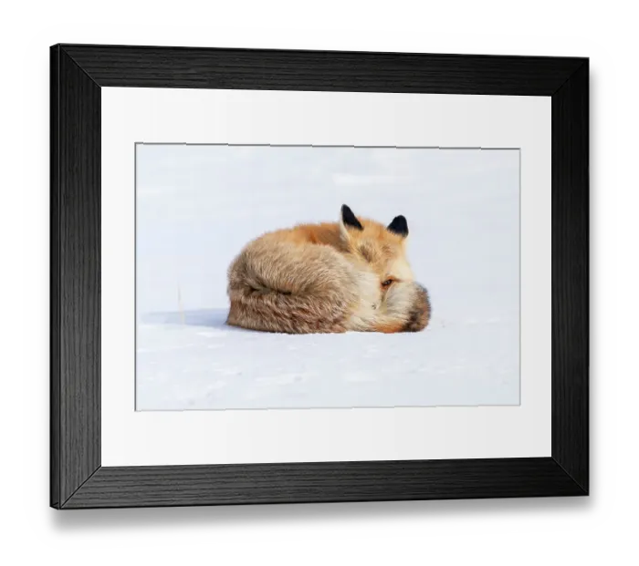 Framed Print : USA, Wyoming, Yellowstone National Park, red fox, Vulpes vulpes. A red fox rests curled up in the snow, but keeps one eye open