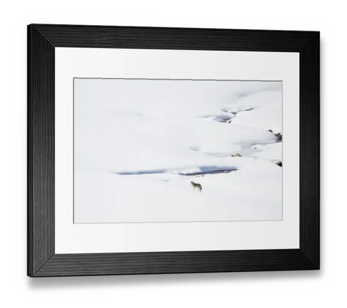 Framed Print : USA, Wyoming, Yellowstone National Park, Lamar Valley, coyote, Canis latrans. A lone coyote stands in front of a snow covered stream Framed Print : USA, Wyoming, Yellowstone National Park, Lamar Valley, coyote, Canis latrans. A lone coyote stands in front of a snow covered stream