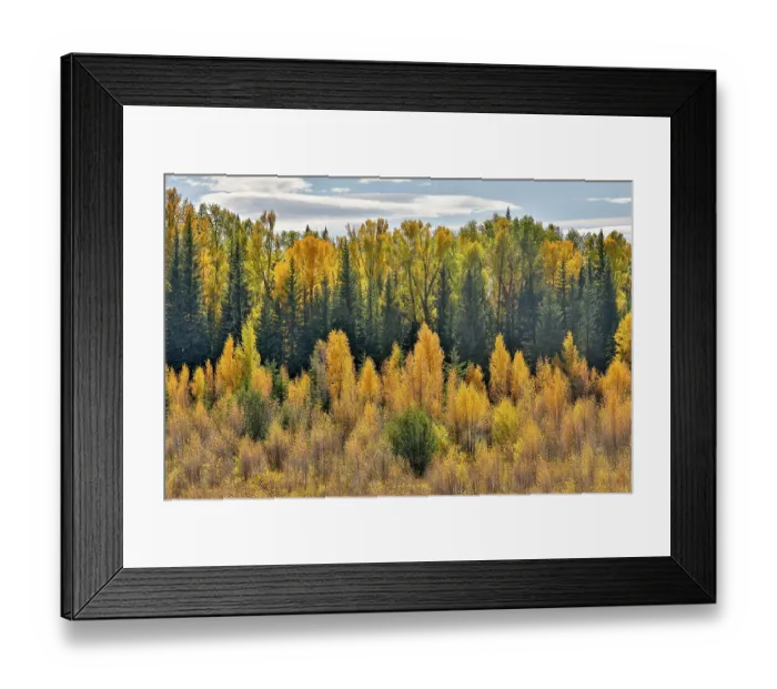 Framed Print : USA, Wyoming. Grand Tetons National Park with backlighting cottonwood and evergreens in golden Fall Color just off of Highway 26 Framed Print : USA, Wyoming. Grand Tetons National Park with backlighting cottonwood and evergreens in golden Fall Color just off of Highway 26