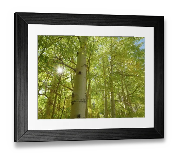 Framed Print : Backlit fall aspen trees, Eastern Sierras, Bishop, California Framed Print : Backlit fall aspen trees, Eastern Sierras, Bishop, California