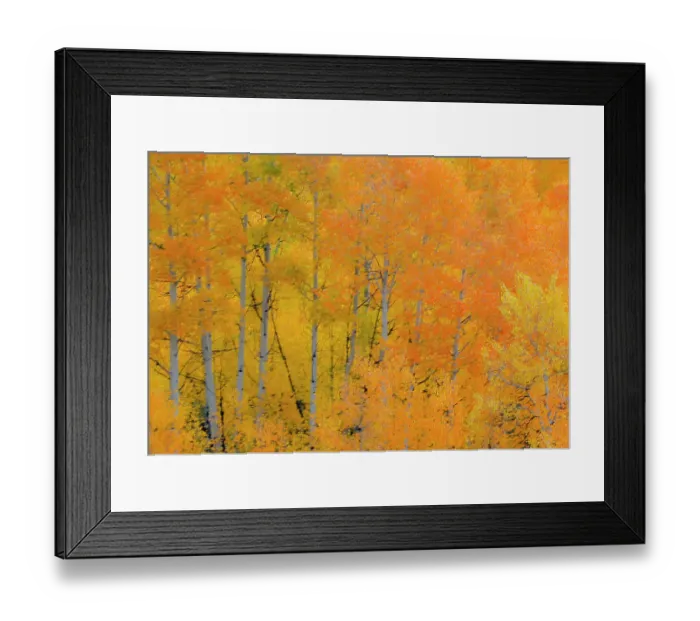 Framed Print : USA, Wyoming. Buffalo Valley Road and Buffalo Fork River with Autumn Colors on orange colored Aspen grove Framed Print : USA, Wyoming. Buffalo Valley Road and Buffalo Fork River with Autumn Colors on orange colored Aspen grove
