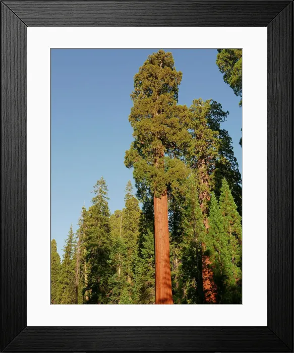 Framed Print : Sequoia National Park, California