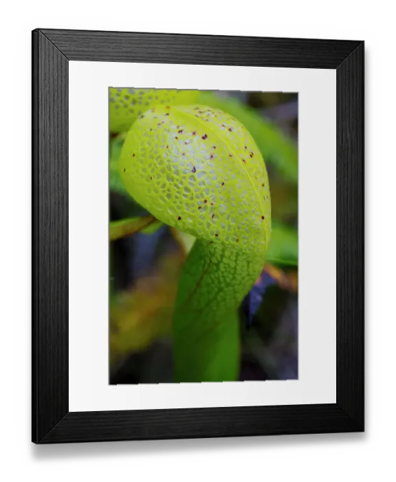 Framed Print : USA, Oregon, just north of Florence Darlingtonia plants found at the Darlingtonia State Natural Site Framed Print : USA, Oregon, just north of Florence Darlingtonia plants found at the Darlingtonia State Natural Site