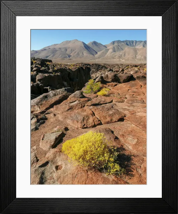 Framed Print : Rabbitbrush in foreground of rocky (basalt) landscape, Fossil Falls, an area in the Coso Range of the Eastern Sierras, where ancient lava flows were sculpted by water and wind, California