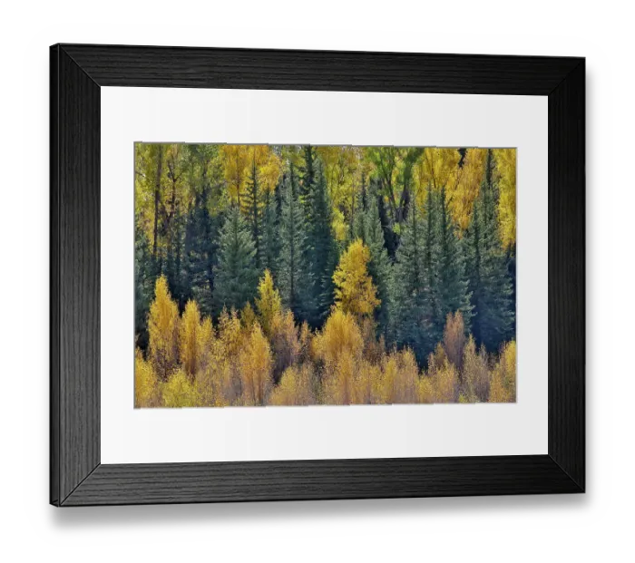 Framed Print : USA, Wyoming. Grand Tetons National Park with backlighting cottonwood and evergreens in golden Fall Color just off of Highway 26 Framed Print : USA, Wyoming. Grand Tetons National Park with backlighting cottonwood and evergreens in golden Fall Color just off of Highway 26