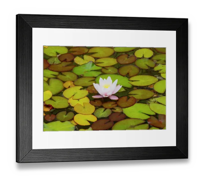 Framed Print : USA, Oregon, Shore Acres State Park and lily pads and water lily blooming in their Japanese Garden Framed Print : USA, Oregon, Shore Acres State Park and lily pads and water lily blooming in their Japanese Garden