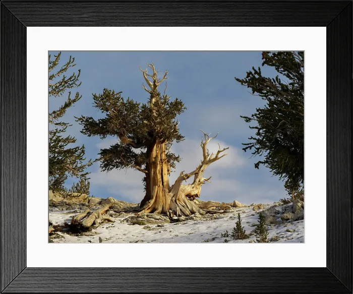 Framed Print : Ancient Bristlecone Pine Forest, fall, White Mountains, Big Pine, California