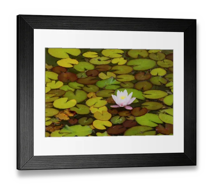 Framed Print : USA, Oregon, Shore Acres State Park and lily pads and water lily blooming in their Japanese Garden Framed Print : USA, Oregon, Shore Acres State Park and lily pads and water lily blooming in their Japanese Garden