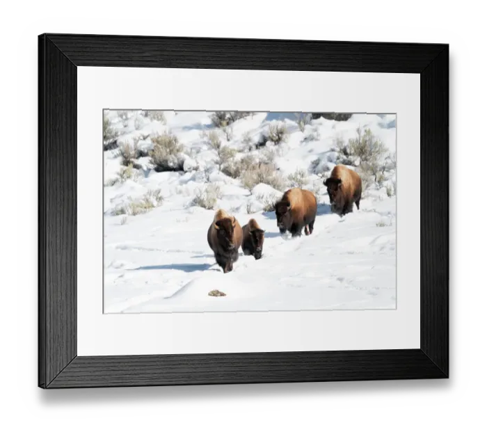 Framed Print : USA, Wyoming, Yellowstone National Park. A group of bison plod in single file through the snow Framed Print : USA, Wyoming, Yellowstone National Park. A group of bison plod in single file through the snow