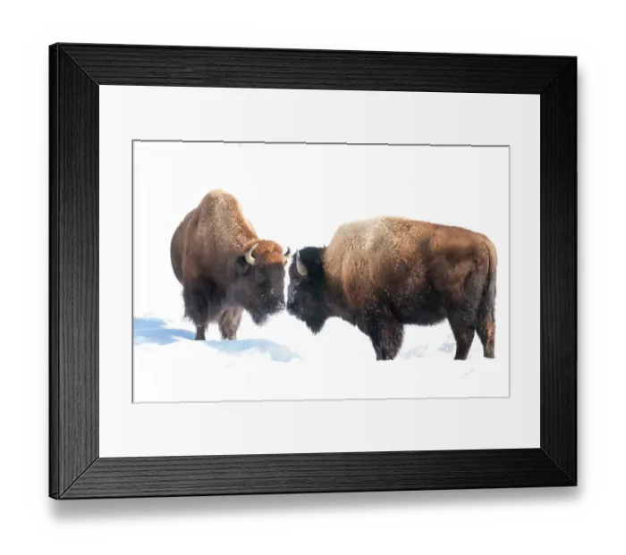 Framed Print : USA, Wyoming, Yellowstone National Park. Two bison confront one another Framed Print : USA, Wyoming, Yellowstone National Park. Two bison confront one another