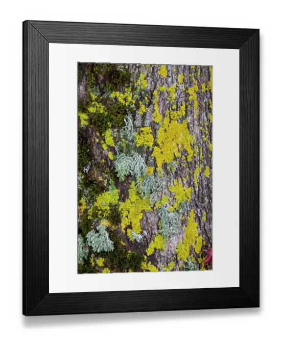 Framed Print : USA, Oregon. Yellow lichen on tree bark
