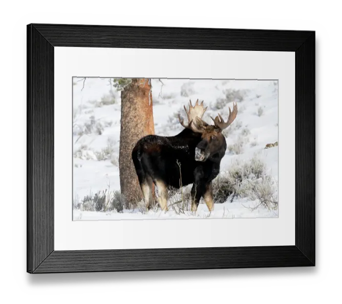Framed Print : USA, Wyoming, Yellowstone National Park. Portrait of a moose that still has its antlers despite it being late in the season Framed Print : USA, Wyoming, Yellowstone National Park. Portrait of a moose that still has its antlers despite it being late in the season